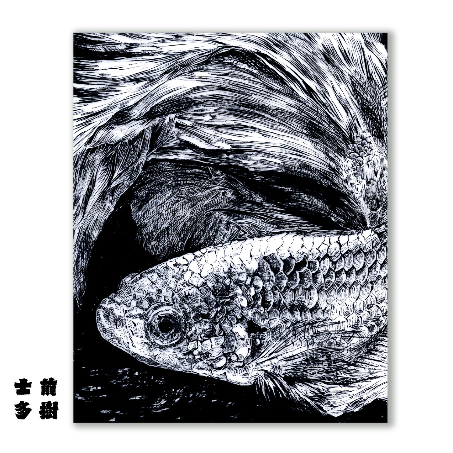 Beta Fish Illustration Poster -Farewell Collection