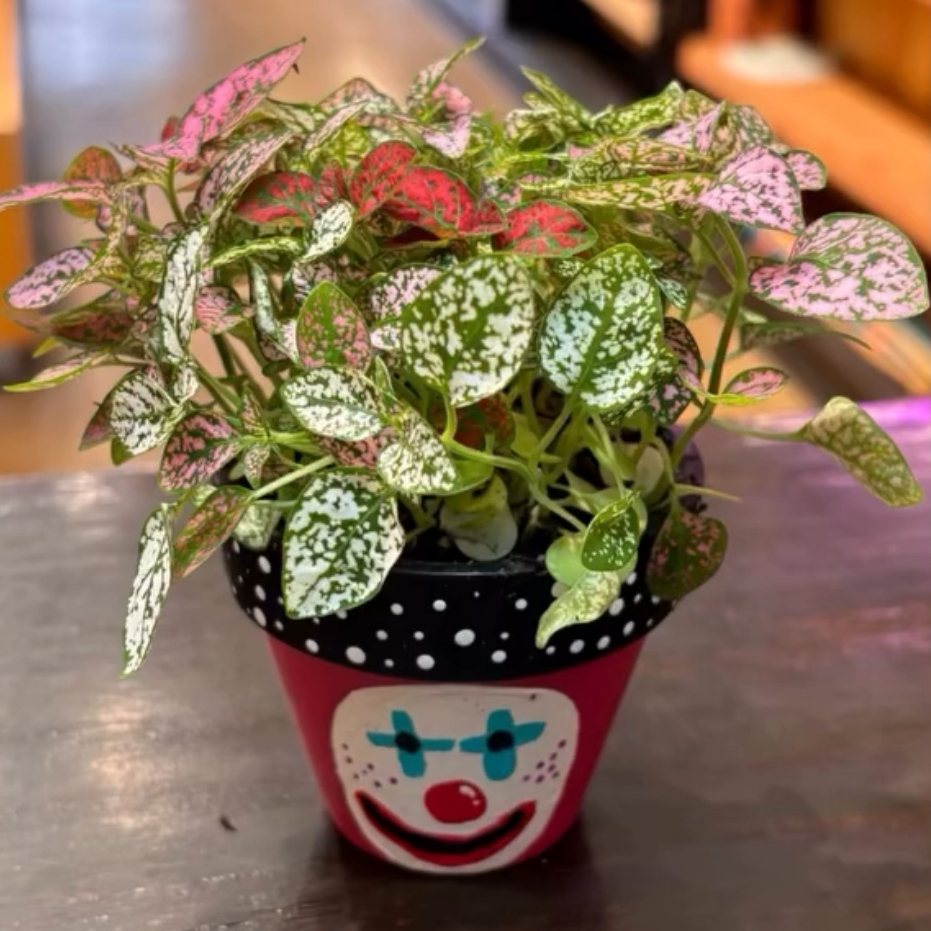 A small potted houseplant with green and pink variegated leaves in a red pot with a clown face, shown inside a phone screenshot with text mentioning Crafty Tomato and The Plant Mill.