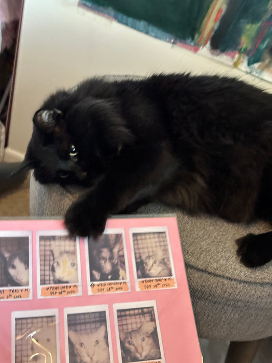 Kitty Mugshots Silly Cat Photography Print -Farewell Collection