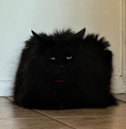 Void Cat Sticker